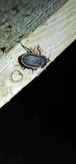 Silphidae