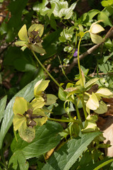 Helleborus cyclophyllus