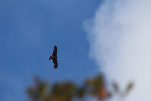 Black Kite