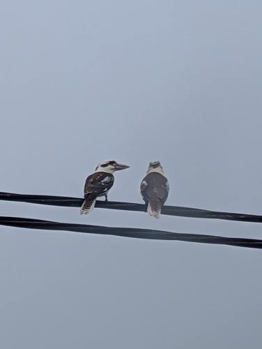 Laughing Kookaburra