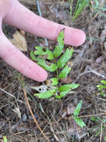 Lindsaea ensifolia observed 2026-08-20