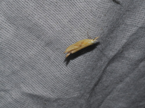 Canary Ypsolopha Moth photo 5