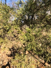 Juniperus virginiana