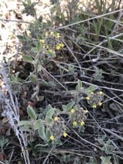 Alyssum desertorum