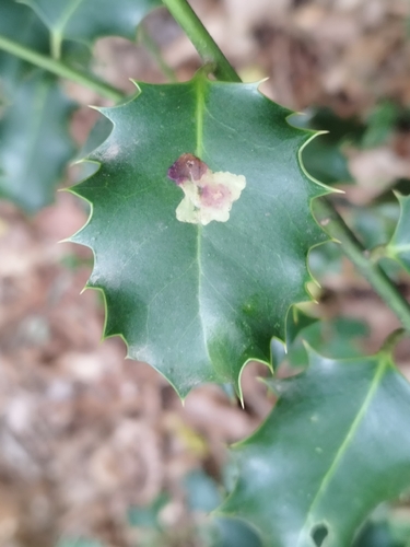 European Holly Leafminer