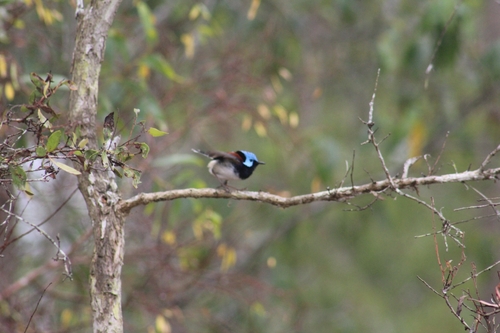 Lovely Fairywren