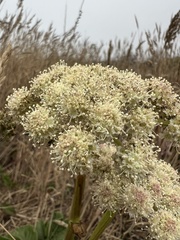 Angelica hendersonii, photograph (c) Ryan Donnelly, some rights reserved (CC BY)