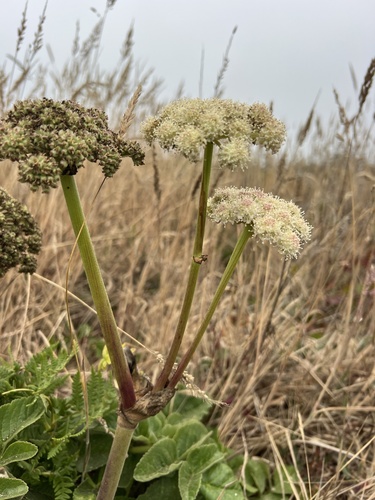 Angelica hendersonii
