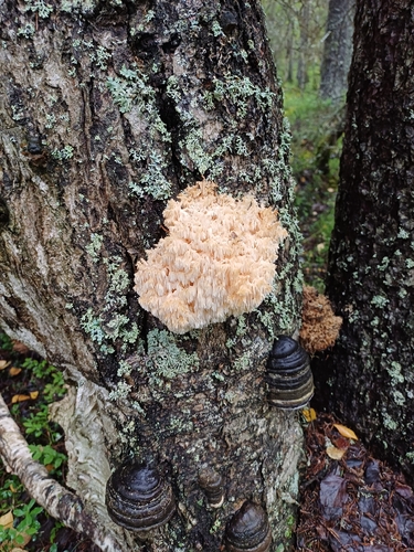 Coral tooth fungus