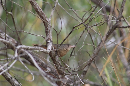 Little Shrikethrush
