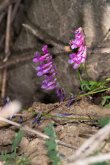 Vicia eriocarpa