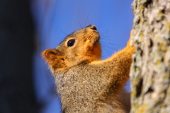 Sciurus niger