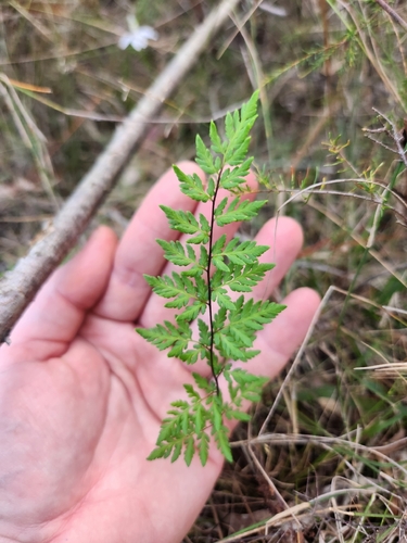 cloak fern
