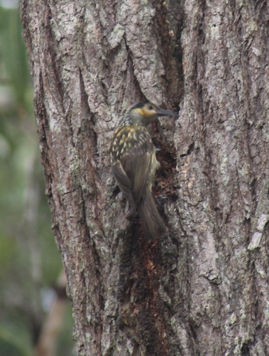 Macleay's Honeyeater