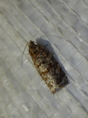 Eucopina tocullionana