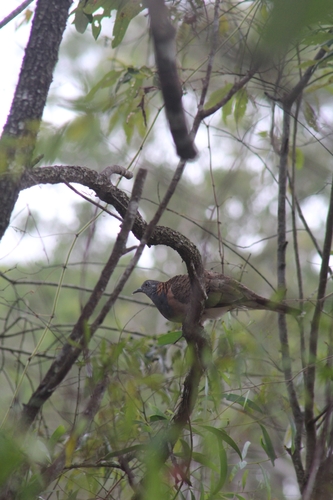 Bar-shouldered Dove
