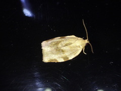 Choristoneura fractivittana