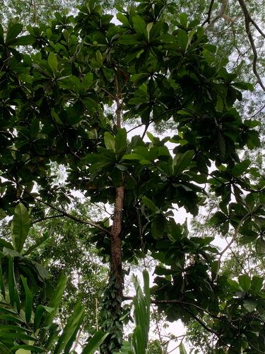 Campnosperma brevipetiolatum observed 2026-08-20