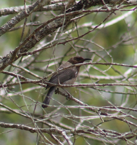 Dusky Myzomela