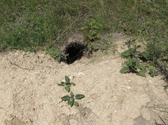 Marmota bobak