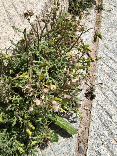 common groundsel