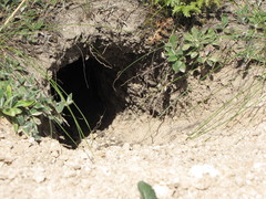 Marmota bobak