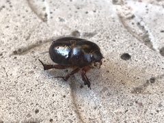 Temnorhynchus retusus