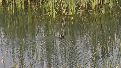 Eurasian Moorhen