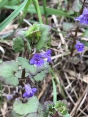 Glechoma hederacea