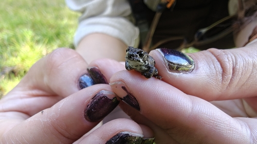iNaturalist observation photo of Yosemite Toad