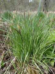 Carex
