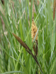 Carex