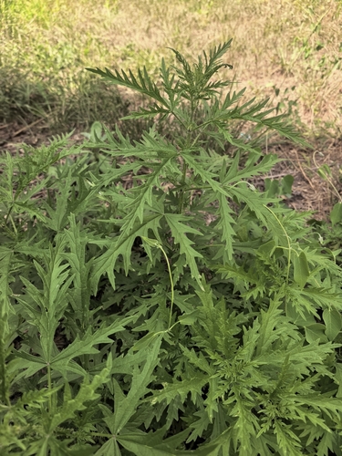 siberian hemp-nettle