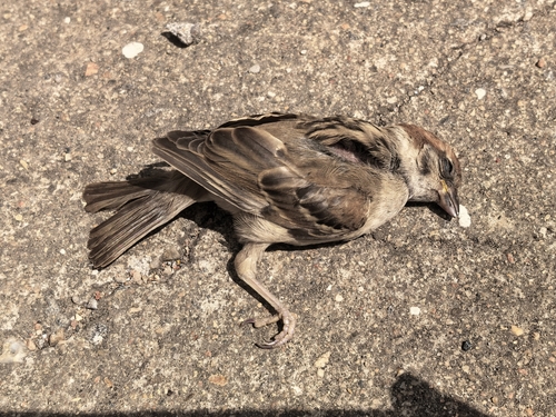 Eurasian Tree Sparrow