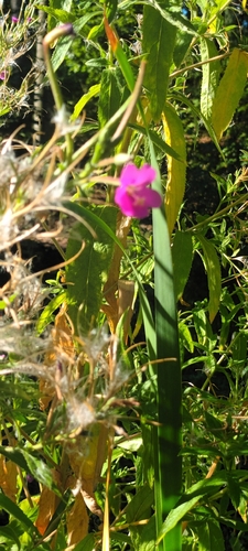 Great Willowherb