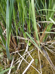 Carex