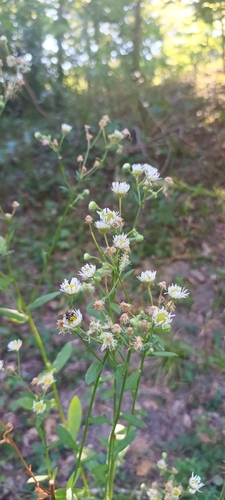 annual fleabane
