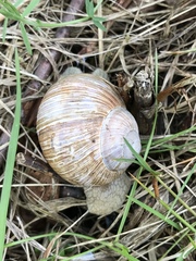 Helix pomatia