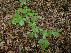 Fagus sylvatica