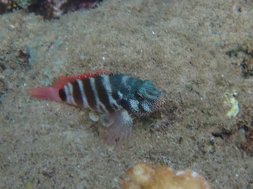 Cirrhitops fasciatus observed 2026-08-19
