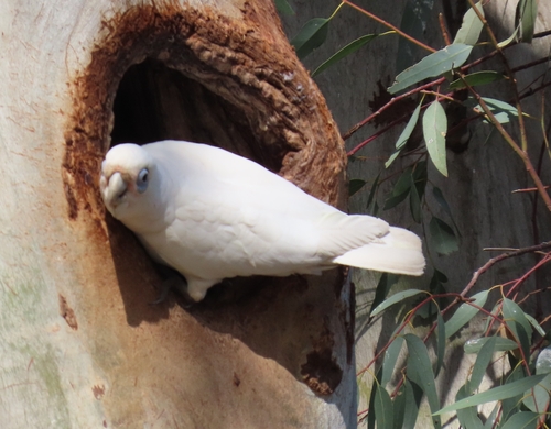 Little Corella