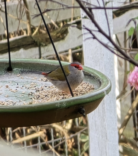 Red-browed Finch
