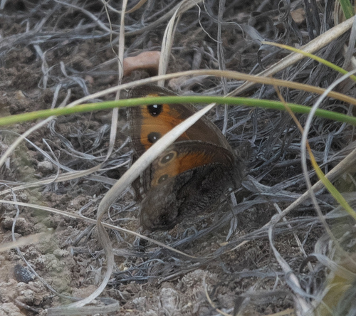 Cercyonis meadii alamosa