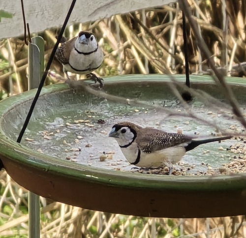 Double-barred Finch