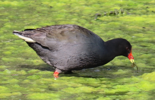 Dusky Moorhen