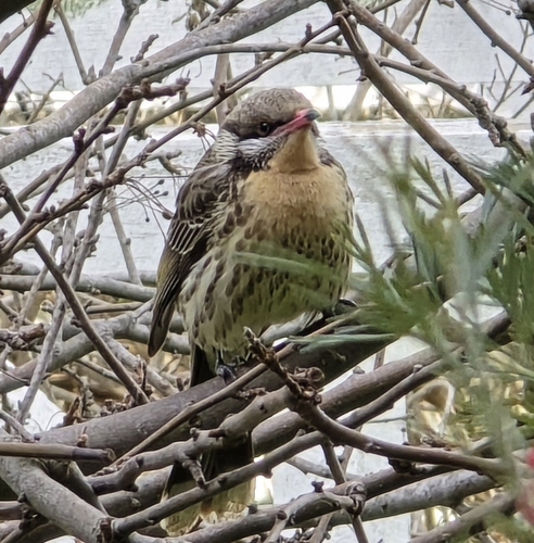 Spiny-cheeked Honeyeater