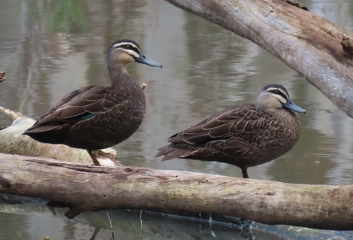Pacific Black Duck