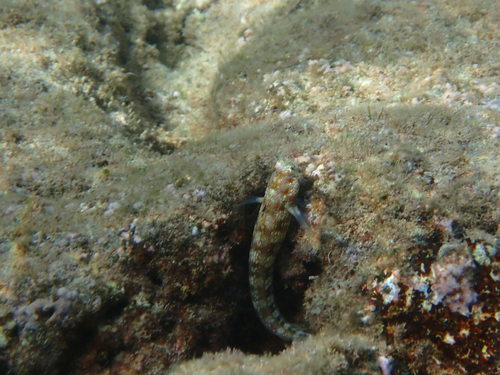 Blenniella gibbifrons, 2026-08-19