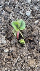 Fragaria × ananassa