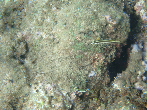 Plagiotremus goslinei observed 2026-08-19